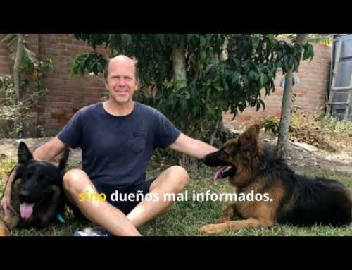 ¿Perro peligroso o dueño desinformado? Mitos y realidades del liderazgo canino