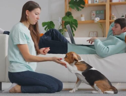 Entre instinto y aprendizaje: La verdadera naturaleza del comportamiento canino