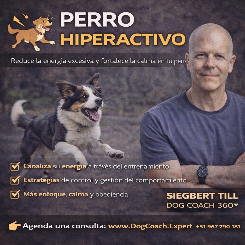 Factores que Influyen en el Precio del Hospedaje Canino en Lima