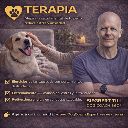 Rehabilitación Canina