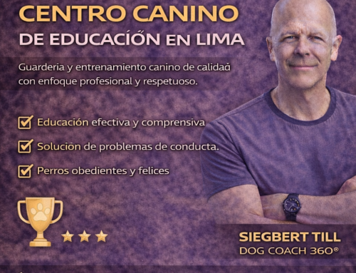 Top 10 preguntas frecuentes sobre entrenamiento canino