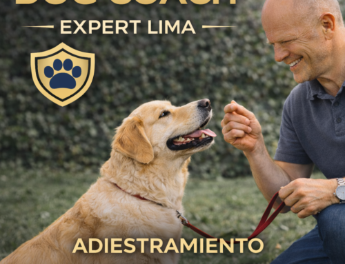 Dog Coach 360: perros profesores y educación real