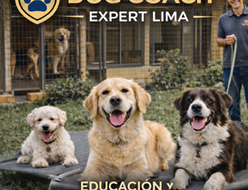 Pasear perros: 5 errores comunes y cómo evitarlos