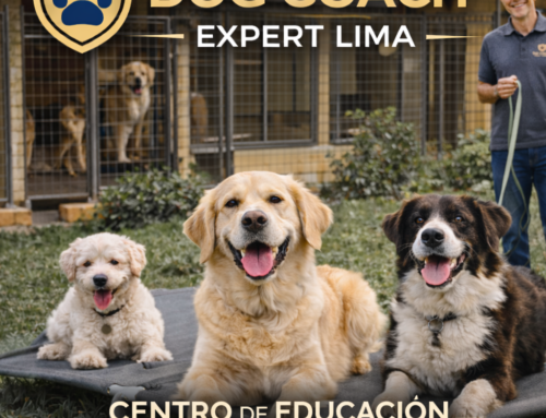 Cómo elegir hospedaje canino en Lima (sin jaulas)