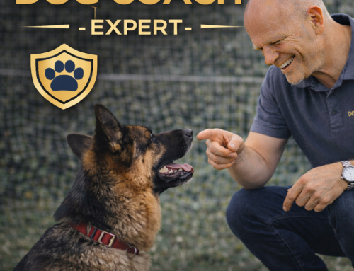 Adiestramiento canino en Miraflores (Lima): guía real