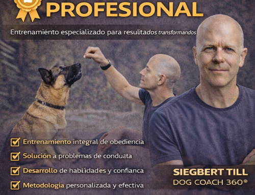 Los 5 errores al pasear con tu perro