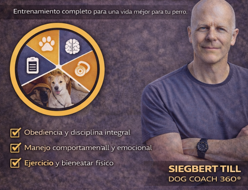 Actúa como consultor: negocios rentables para perros