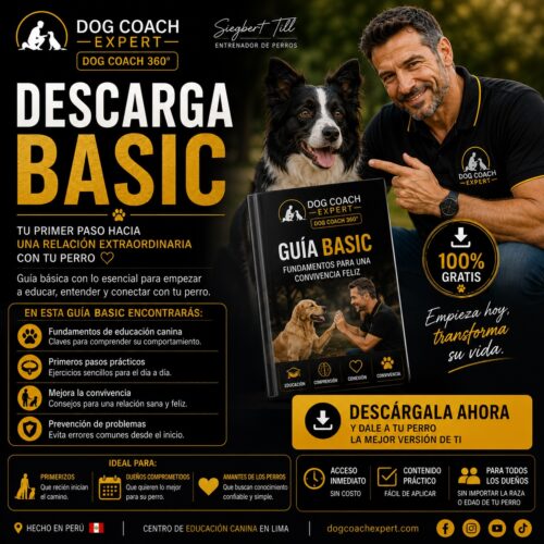 Descarga Basic