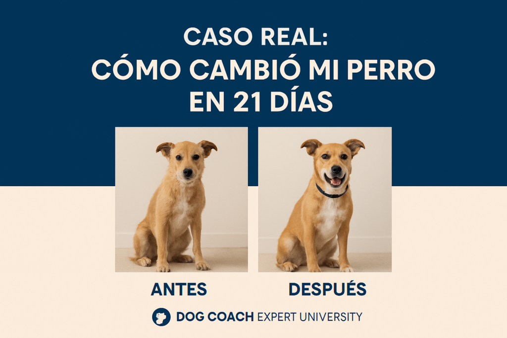 Caso Real: Cómo cambió mi perro en 21 días